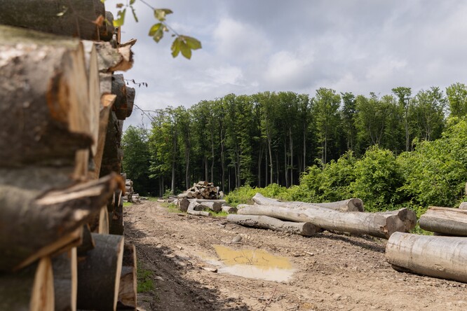 Dřevo vytěžené ve Ždánickém lese.