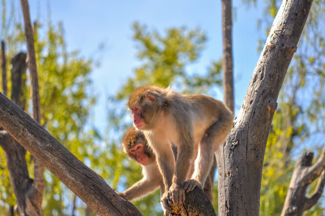 Volně žijící populace makaků červenolících se odhaduje na 100 000 jedinců a je rozšířena na třech hlavních japonských ostrovech.