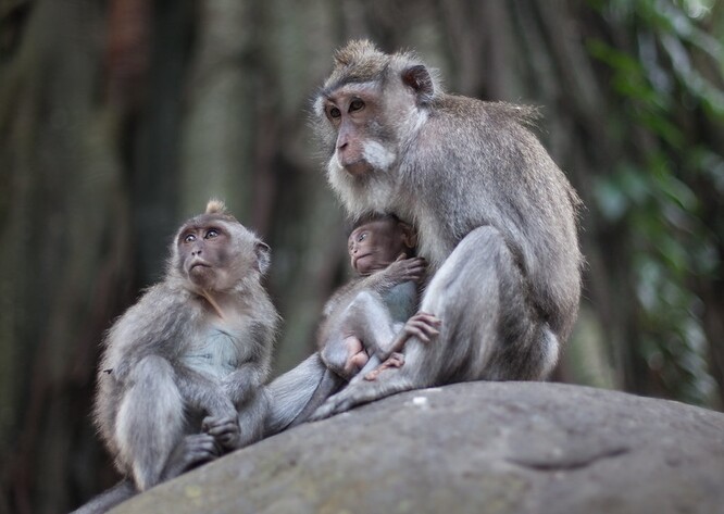 V opičí rezervaci, v níž se nachází chrám Pura Bukit Sari, žije asi 600 makaků a jsou považovaní za posvátné.