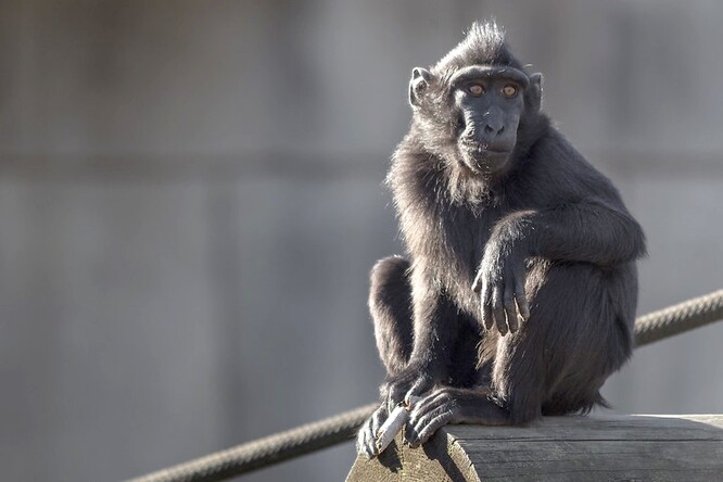 Makakové jsou úzkonosé opice z čeledi kočkodanovití. Ilustrační obrázek