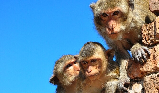 Thajsko zavřelo za pandemie koronaviru hranice a zahraniční návštěvníci, kteří měli ve zvyku makaky krmit a fotografovat se s nimi, sem nyní nepřijíždějí. Tím se situace stala ještě méně kontrolovatelnou.
