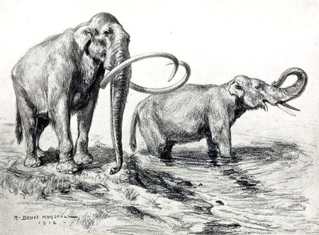 Až donedávna byli vyhubení nebo vyhynulí živočichové považováni za jednou provždy ztracené. Ale možná bychom dokázali oživit mamuty. A možná bychom se měli věnovat ochraně současných druhů. Na kresbě mamut kolumbuský.