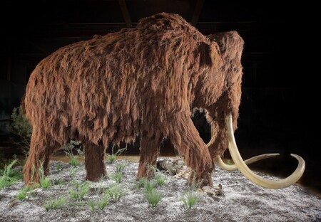Vědci by mohli oživit srstnatého mamuta nebo nějakou jeho verzi tím, že vloží geny dávných mamutů do DNA slonů asijských.  / ilustrační foto