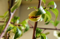 Plod mandloně