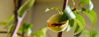 Plod mandloně Foto: Maria Eklind Flickr