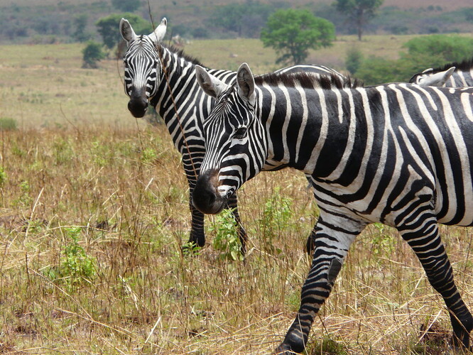Zebra bezhřívá patří mezi nejohroženější savce na světě. V přírodě jich je do 400 a v chovech 38.