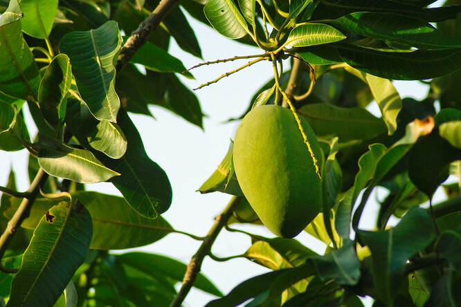 Mango je v Kambodži po banánech druhým nejvíce pěstovaným ovocem. Rychle se však kazí.