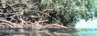 Mangrovy