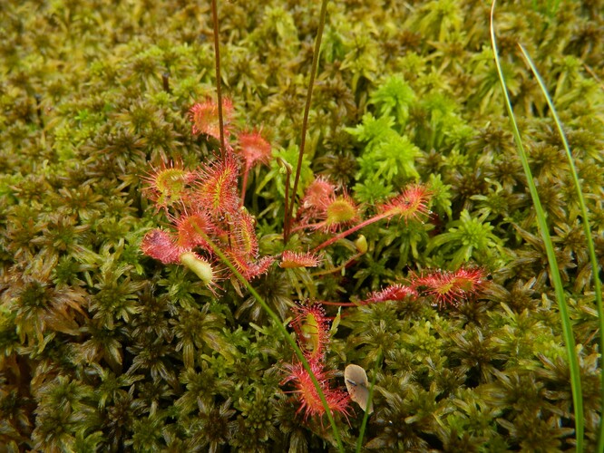 Rosnatka okrouhlolistá Rosnatka okrouhlolistá