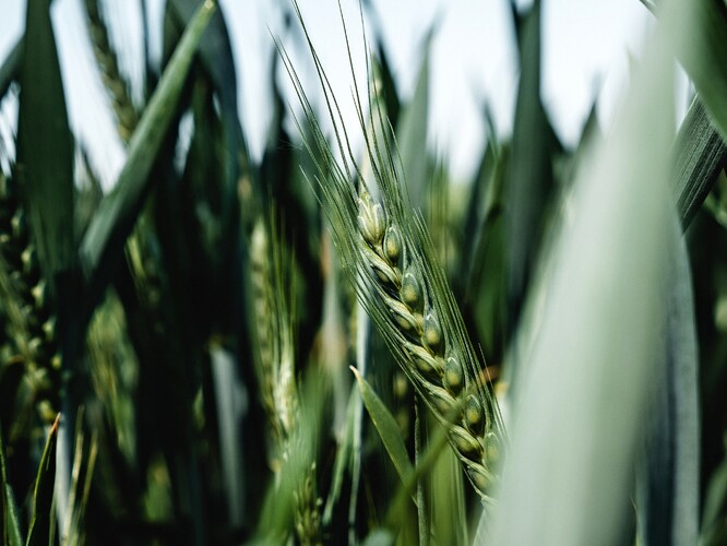 Dědičná informace pšenice obsahuje na 124 000 genů, což je téměř šestkrát víc než u člověka.