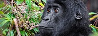 gorila východní