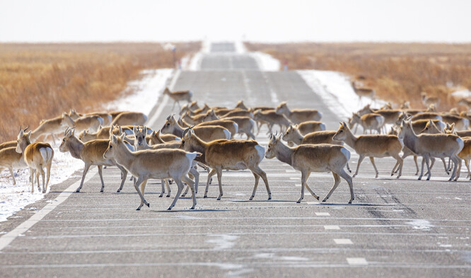 Gazely mongolské. Gazely mongolské.