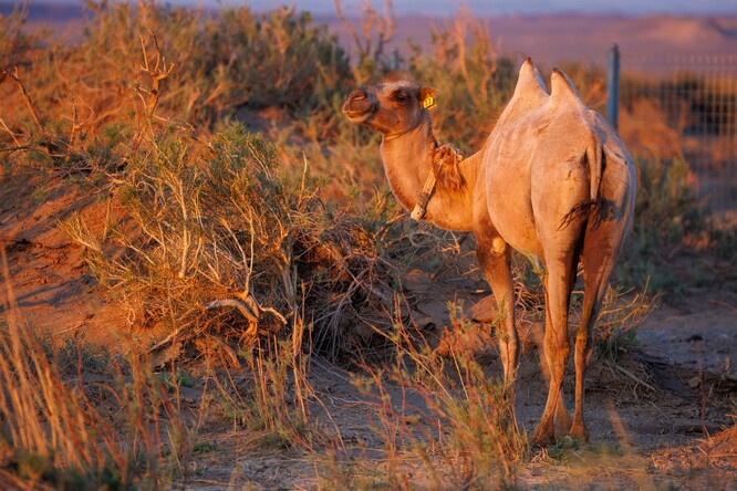 Samice velblouda divokého v oranžovém světle vycházejícího slunce. Samice velblouda divokého v oranžovém světle vycházejícího slunce.