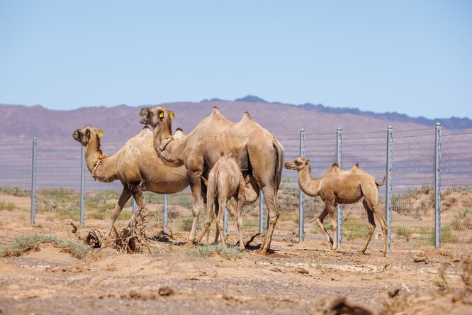 První tři mláďata narozená letos na jaře v Toli bulag. První tři mláďata narozená letos na jaře v Toli bulag.