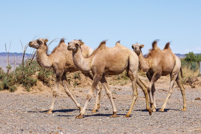 První tři mláďata narozená letos na jaře v Toli bulag. První tři mláďata narozená letos na jaře v Toli bulag.