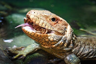 dracéna krokodýlovitá
