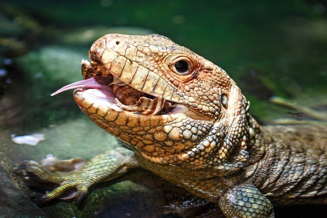 Dracéna krokodýlovitá je vyhraněný potravní specialista orientovaný na plže.