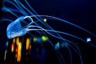 Medúza čtyřhranka