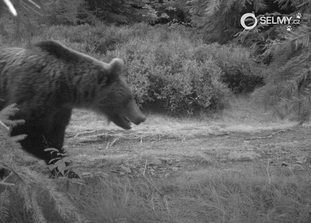 Medvěda potulujícího se od září ve Zlínském kraji pomohou hledat fotopasti.