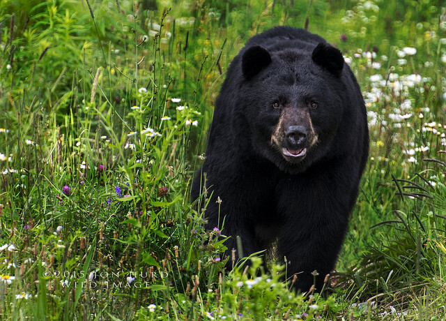 V Connecticutu žije ve volné přírodě 1000 až 1200 medvědů a spatřit je ve městech není žádná vzácnost.