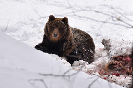 Medvěd vyfocený v Beskydech 24. ledna 2019