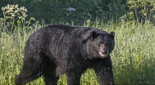 Medvědi jsou konzumací lidského proviantu proslavení, obzvlášť když se blíží zima a oni potřebují nabrat kilogramy.