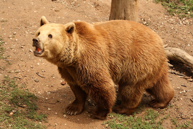 Medvědi, kteří patří u návštěvníků k nejoblíbenějším zvířatům zahrady. Zoo loni na konci předloňského podzimu přišla o nejstaršího medvěda v ČR, téměř čtyřicetiletého Pištu.