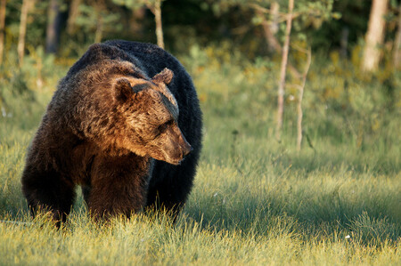 Medvěd už zřejmě v Beskydech nežije, stejně jako v loňském roce nebyl jeho pobyt vůbec prokázán