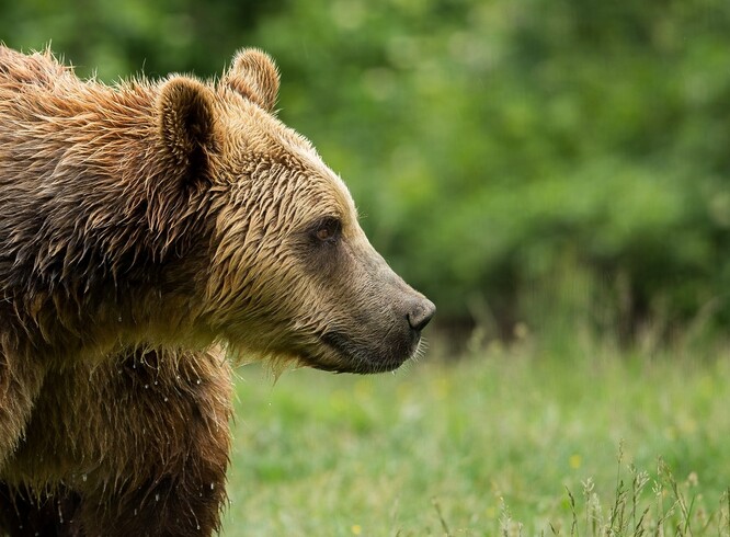 Ilustrační snímek medvěda hnědého.