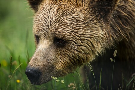 Navzdory protestům místních zemědělců včera úřady na jihu Francie vypustily do hor samici medvěda hnědého dovezenou ze Slovinska. / Ilustrační foto