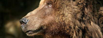 Medvěd hnědý Foto: M Kuhn Flickr.com