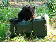 Medvěd u popelnice