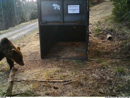 Medvědice těsně před tím, než vstoupila do odchytové pasti.