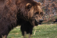 medvěd hnědý Yellowstone