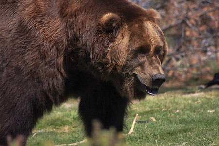 Ochránci přírody označili ztrátu medvěda za "velmi vážnou". Jde o poddruh medvěda apeninského, který se ocitl na pokraji vyhubení. Nyní už jich žije jen 50 nebo ještě o něco méně.