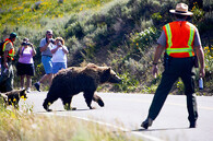 medvěd hnědý Yellowstone 