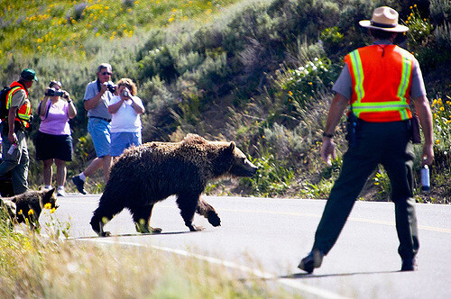 V Národním parku Yellowstone se někdy cesty medvědů a lidí protnou. Na snímku strážci parku vyzbrojení protimedvědím sprejem dohlížejí na to, aby setkání proběhlo pro všechny zúčastněné bez újmy.