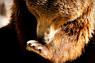 V žádostech o odstřel medvědů stojí jako nejčastější důvod, že v lese potkali medvěda. Kde jinde by ho měli potkat?