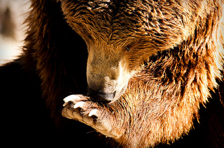 Pokud se podaří medvěda odchytit, pokusí se ochránci přírody vyjednat s některou ze zoologických zahrad, aby se zvířete ujala.  Ilustrační snímek.