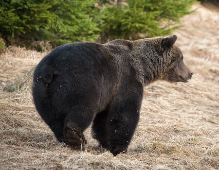 Medvěd hnědý se právě rozhlíží po okolí, kam jen by na zimu složil hlavu.