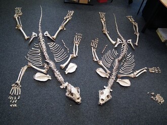 Pytel plný tygřích kostí představuje pro inspektory smutnou praktickou zkoušku ze zvířecí anatomie. Kůstku po kůstce musí seskládat, kolik tygrů padlo pytlákům za oběť