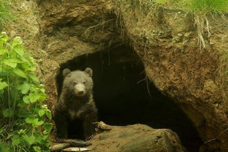 Letos v lednu se v Brně narodil i další medvěd kamčatský, dostal jméno Bruno. Medvědi kamčatští jsou obyvateli brněnské zoo od roku 2010 a odchovali už dvojčata Kubu a Tobyho