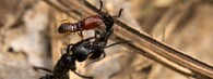 boj mravenců a termita