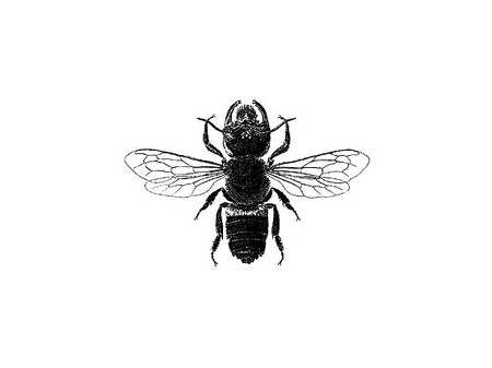 Megachile pluto, nazývaná po svém objeviteli Wallaceova obří včela, je největším známým druhem včely. Svou velikostí je přirovnávána k lidskému palci.