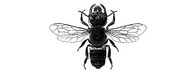 Včela Megachile pluto