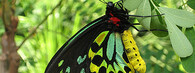 Pavilón motýlů v melbournské zoo
