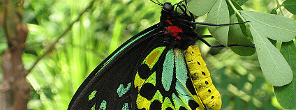 Ilustrační obrázek pavilonu motýlů v melbournské zoo:  Ellie Gee / Flickr