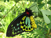 Pavilón motýlů v melbournské zoo
