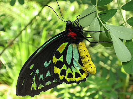 "V pavilonu motýlů v melbournské zoo, vybaveném květy, krmítky, živnými rostlinami a klimatizací do podoby „motýlího ráje“, jsem si položil otázku, zda jsou tam motýlkové šťastní," píše Stanislav Komárek. A jak je to s lidmi?