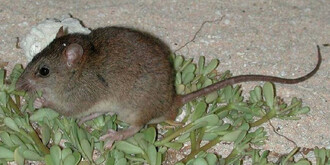 Myš z Bramble Cay, malého písečného ostrůvku na severu Austrálie.
